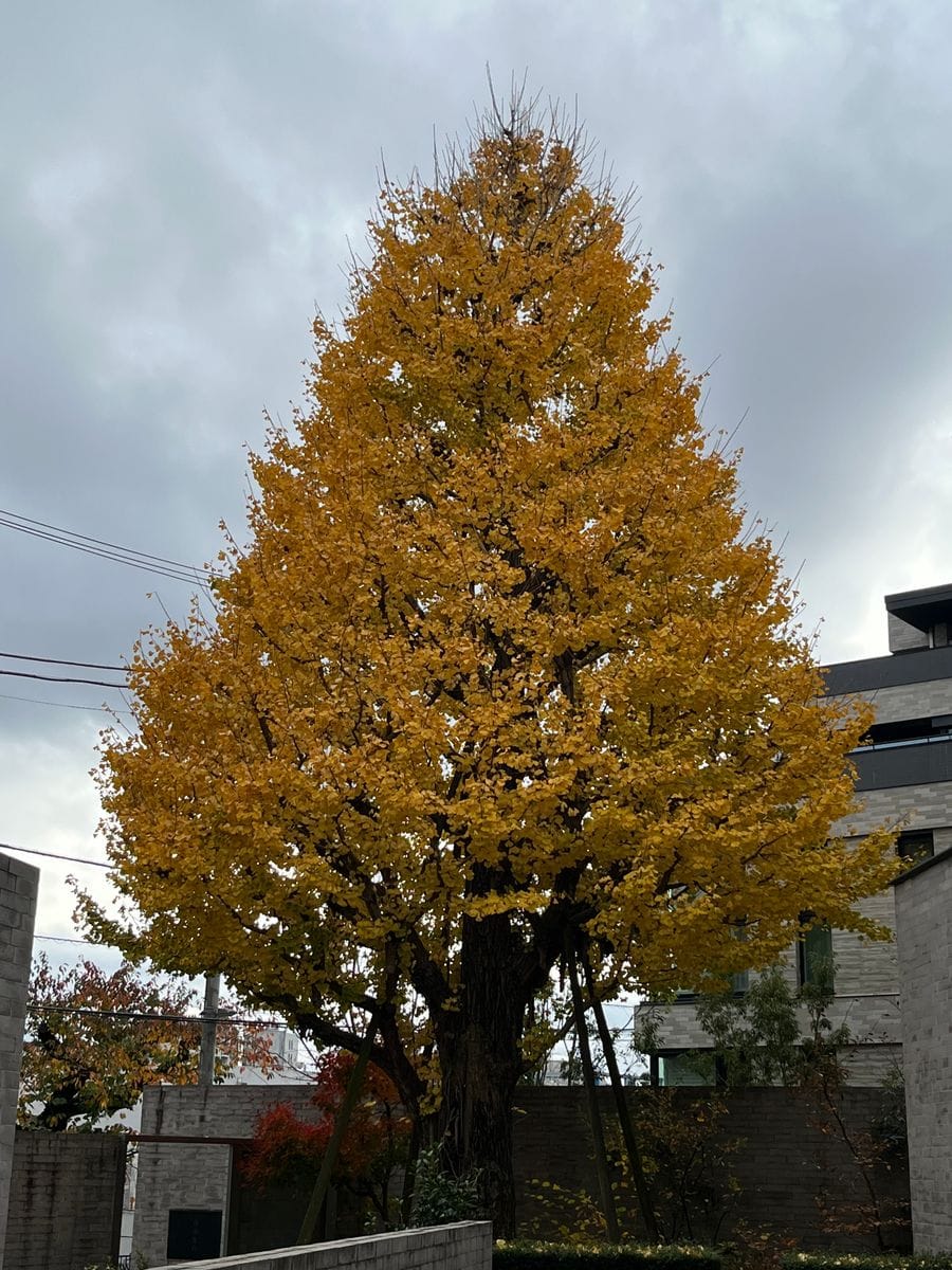 黄葉　鴎外記念館