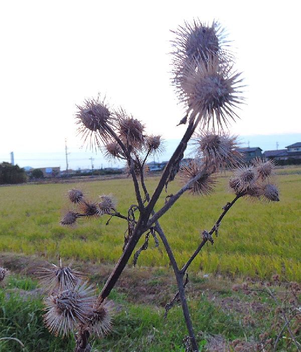 散歩道にて～ゴボウ