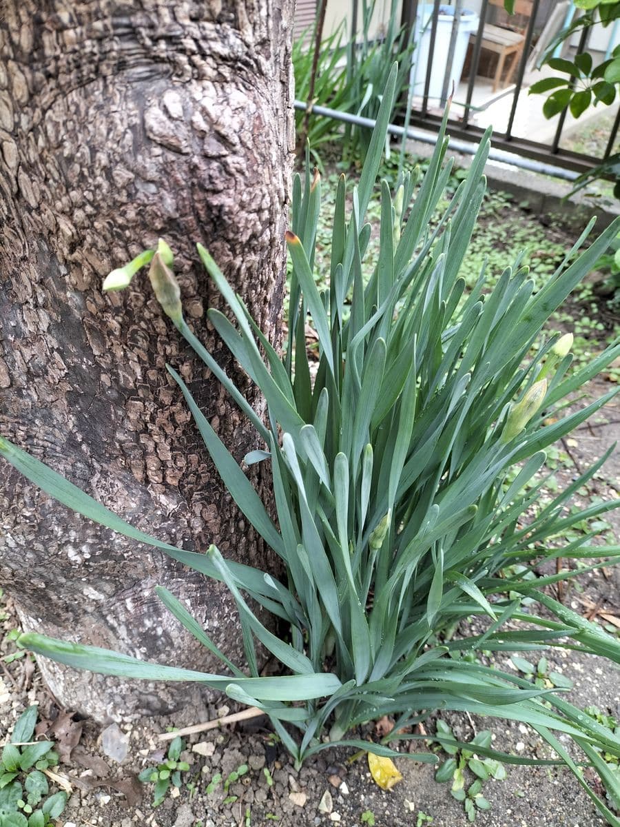 イタリアンパセリの地植え！