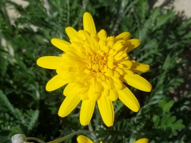 黄色の花たち