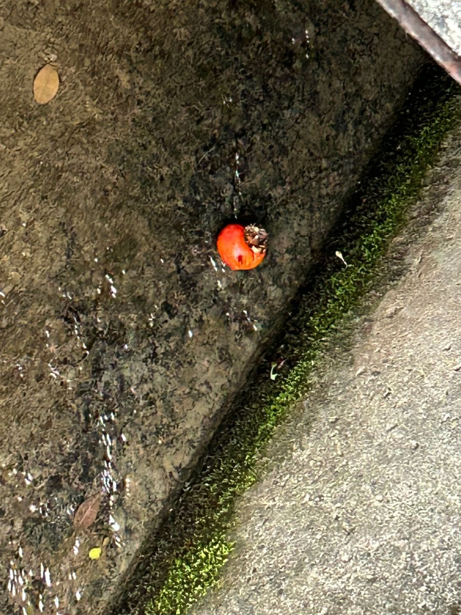 小さなチューリップ開花中