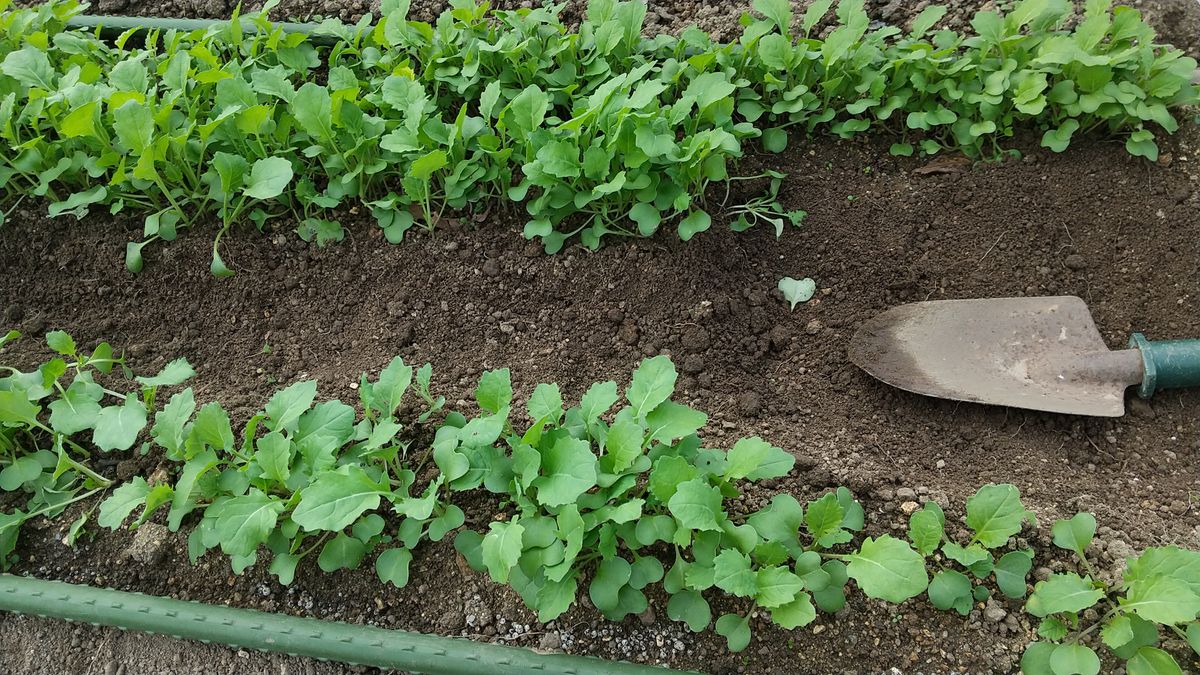 おくはる菜の移植