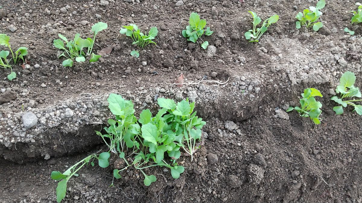 おくはる菜の移植