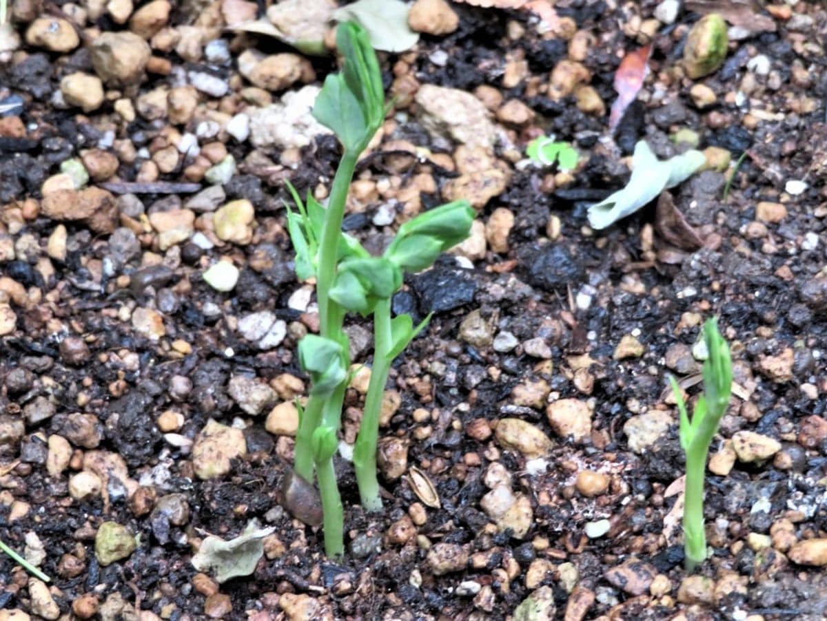 植えた野菜の発芽