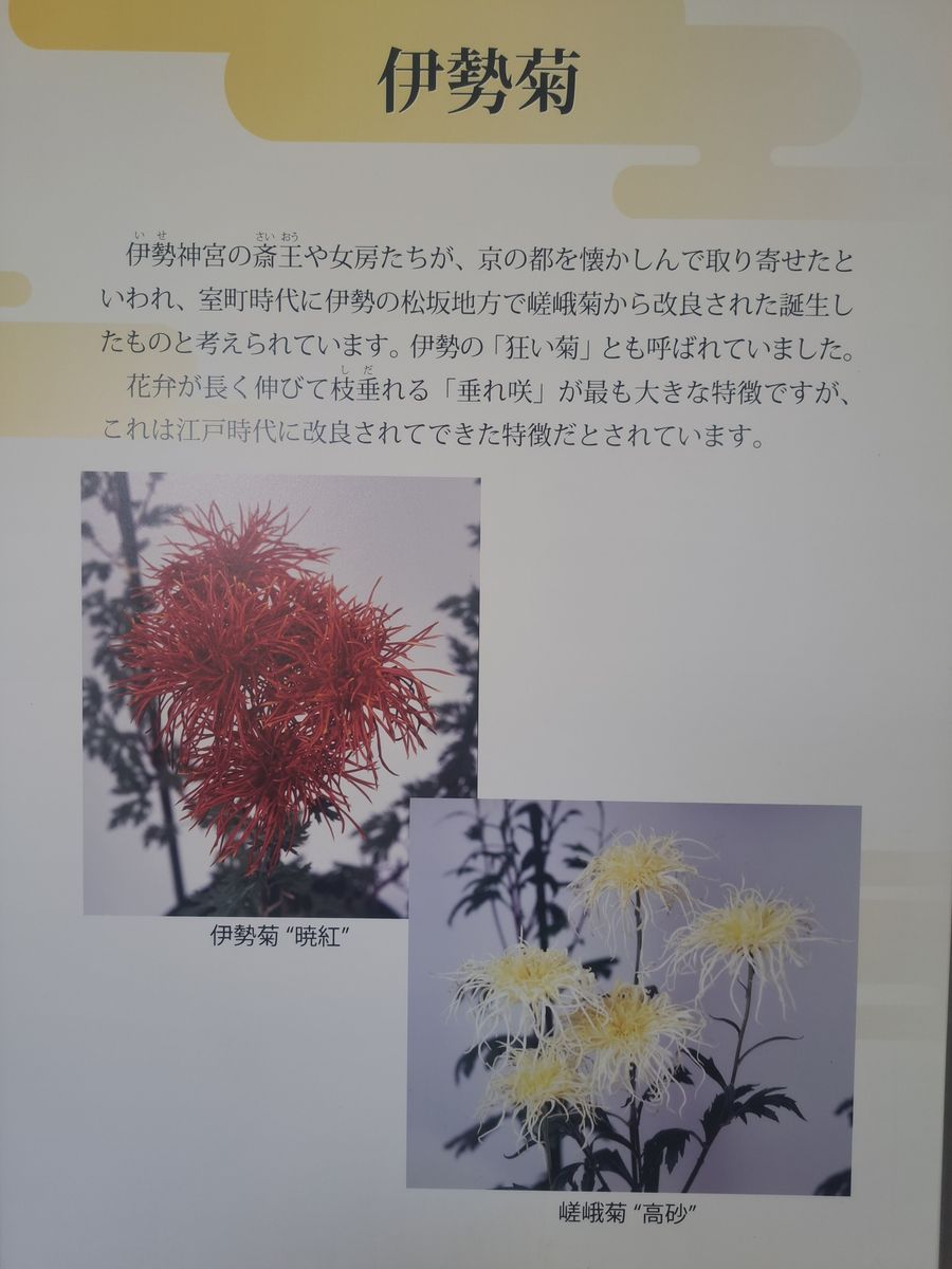 歴博の古典菊・伊勢菊・１