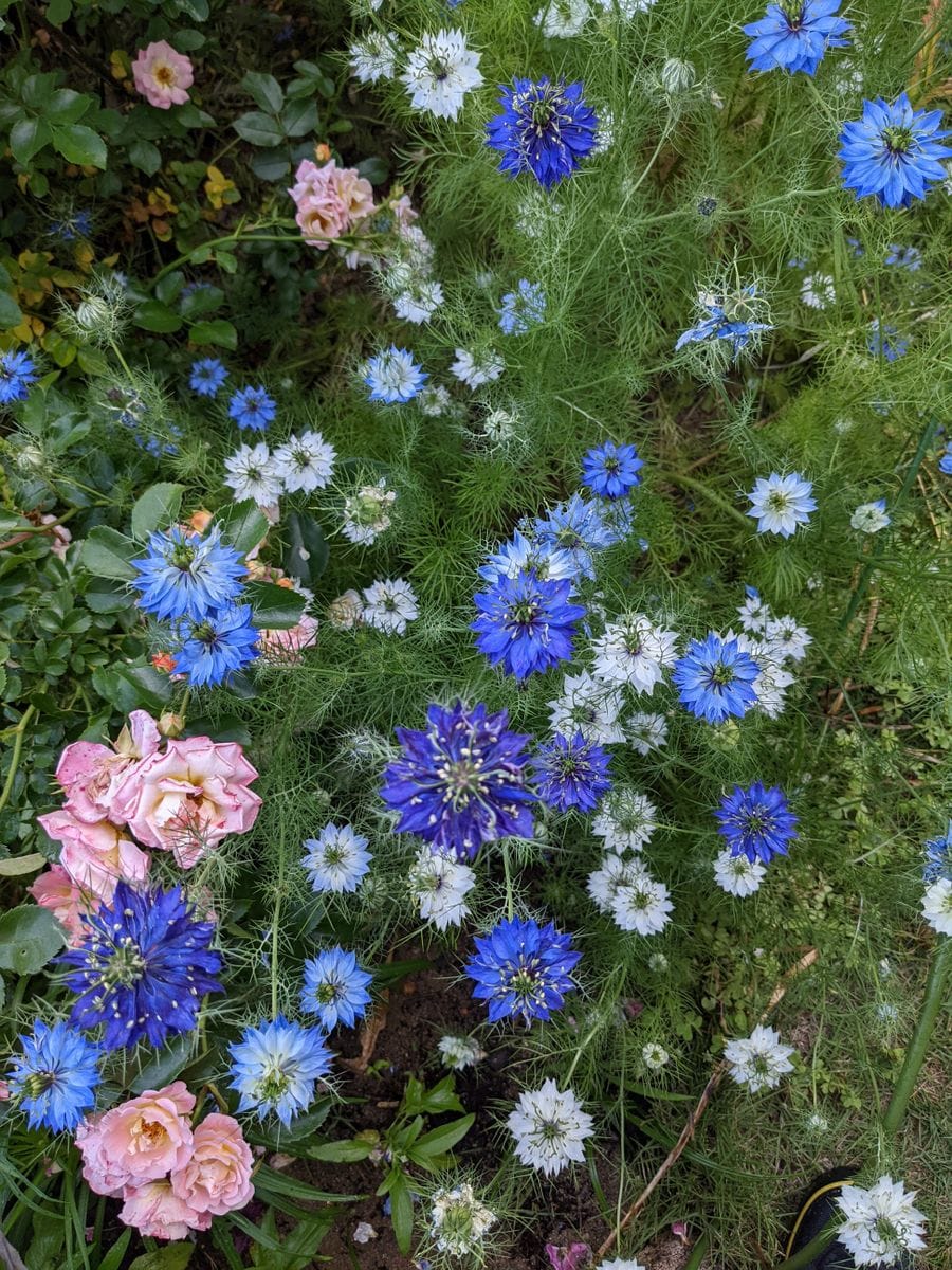 気の早いニゲラ