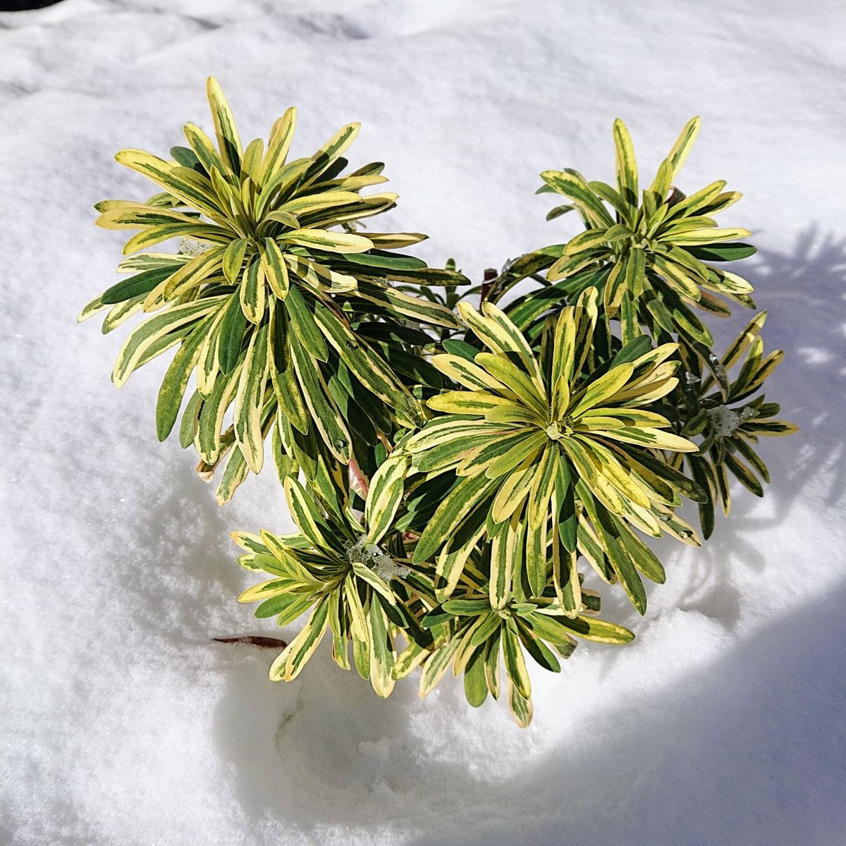 雪の中で頑張る❄️