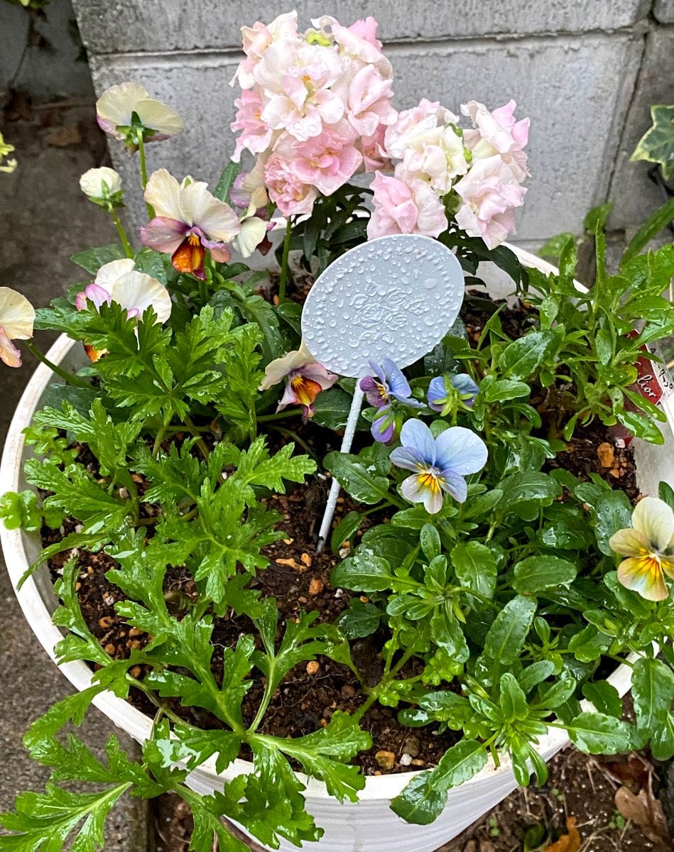 寄せ植えの花 雨に濡れて☔️