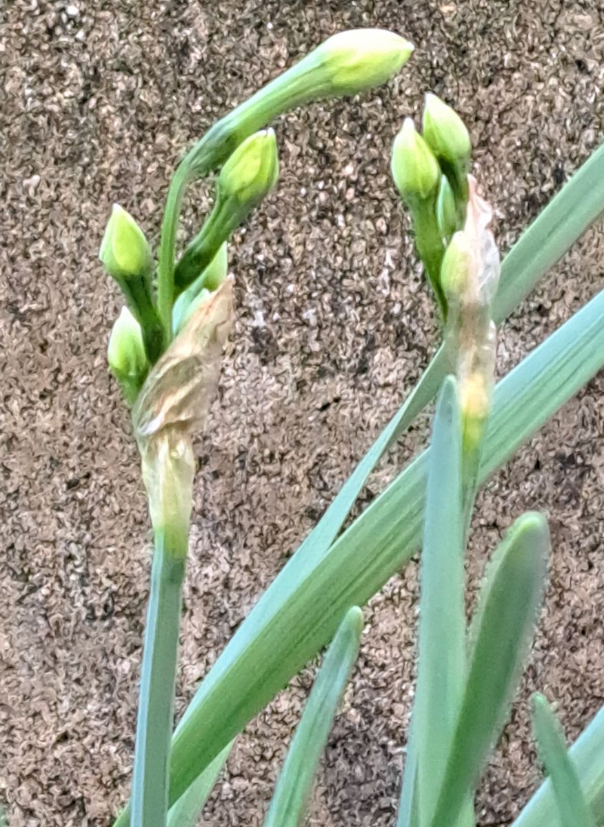 我が家の庭の花