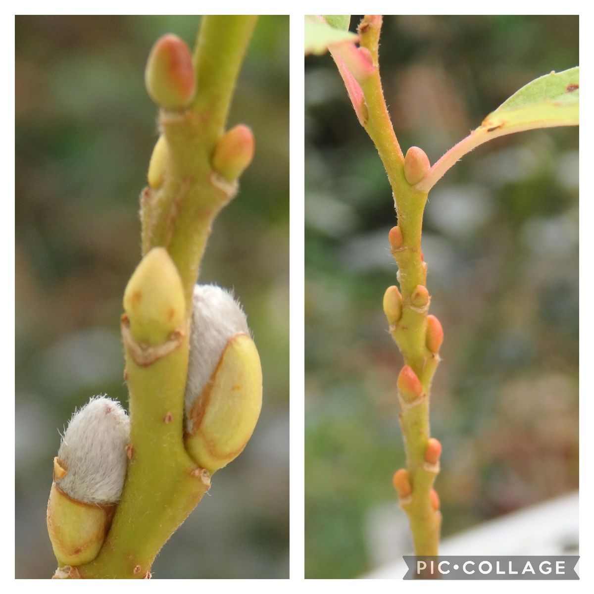 めでたく⁉️花も芽も🎵(*^^*)✌️