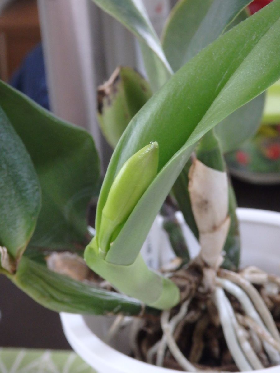 めでたく⁉️花も芽も🎵(*^^*)✌️