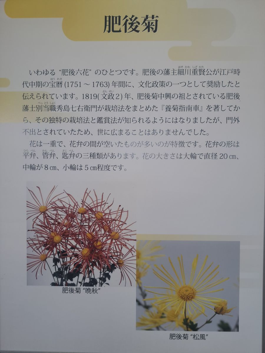 歴博の古典菊　肥後菊・１