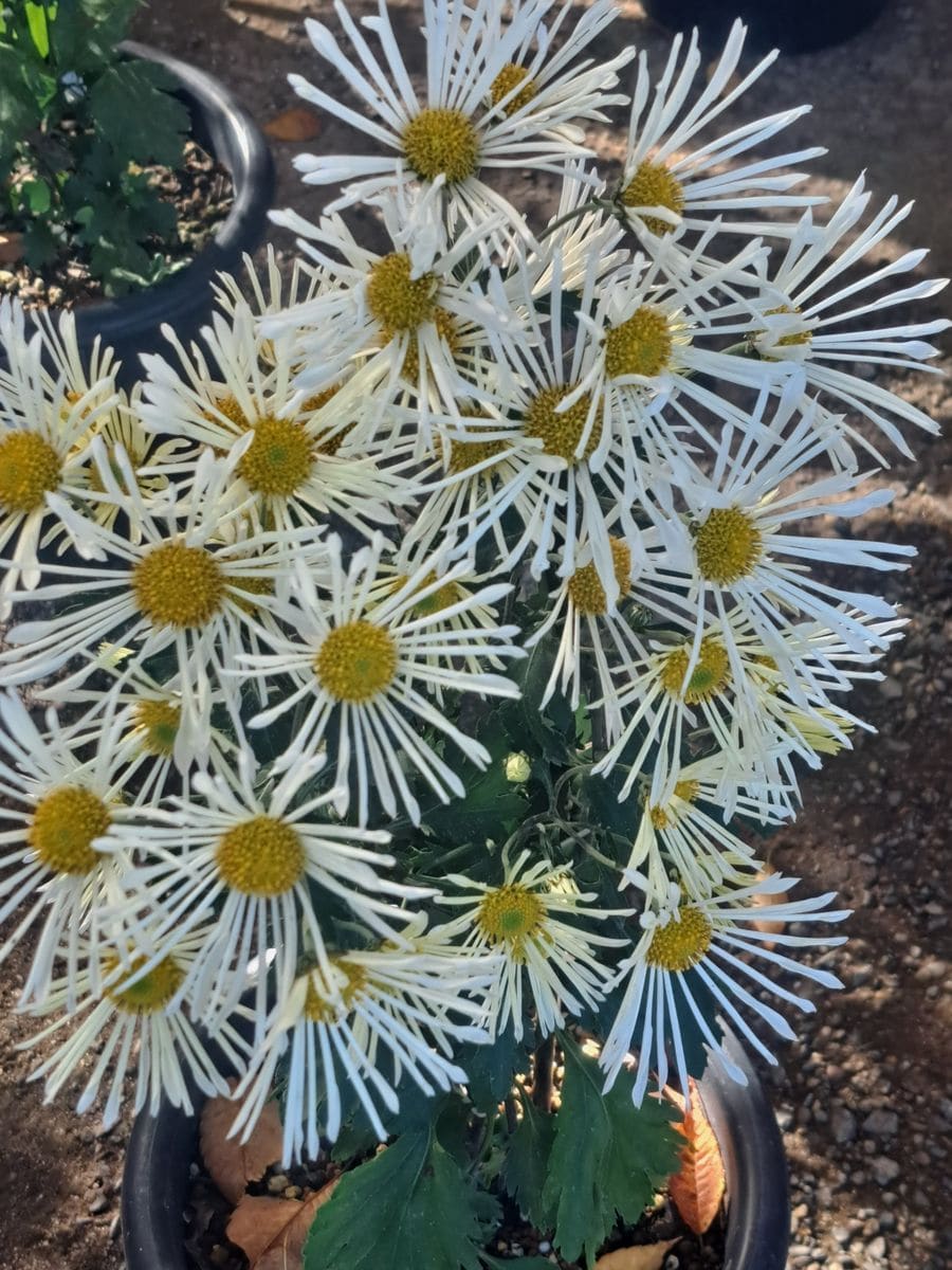 歴博の古典菊　肥後菊・１