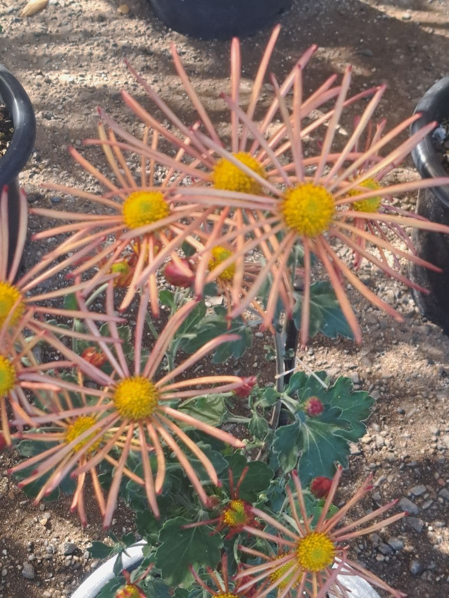 歴博の古典菊　肥後菊・１