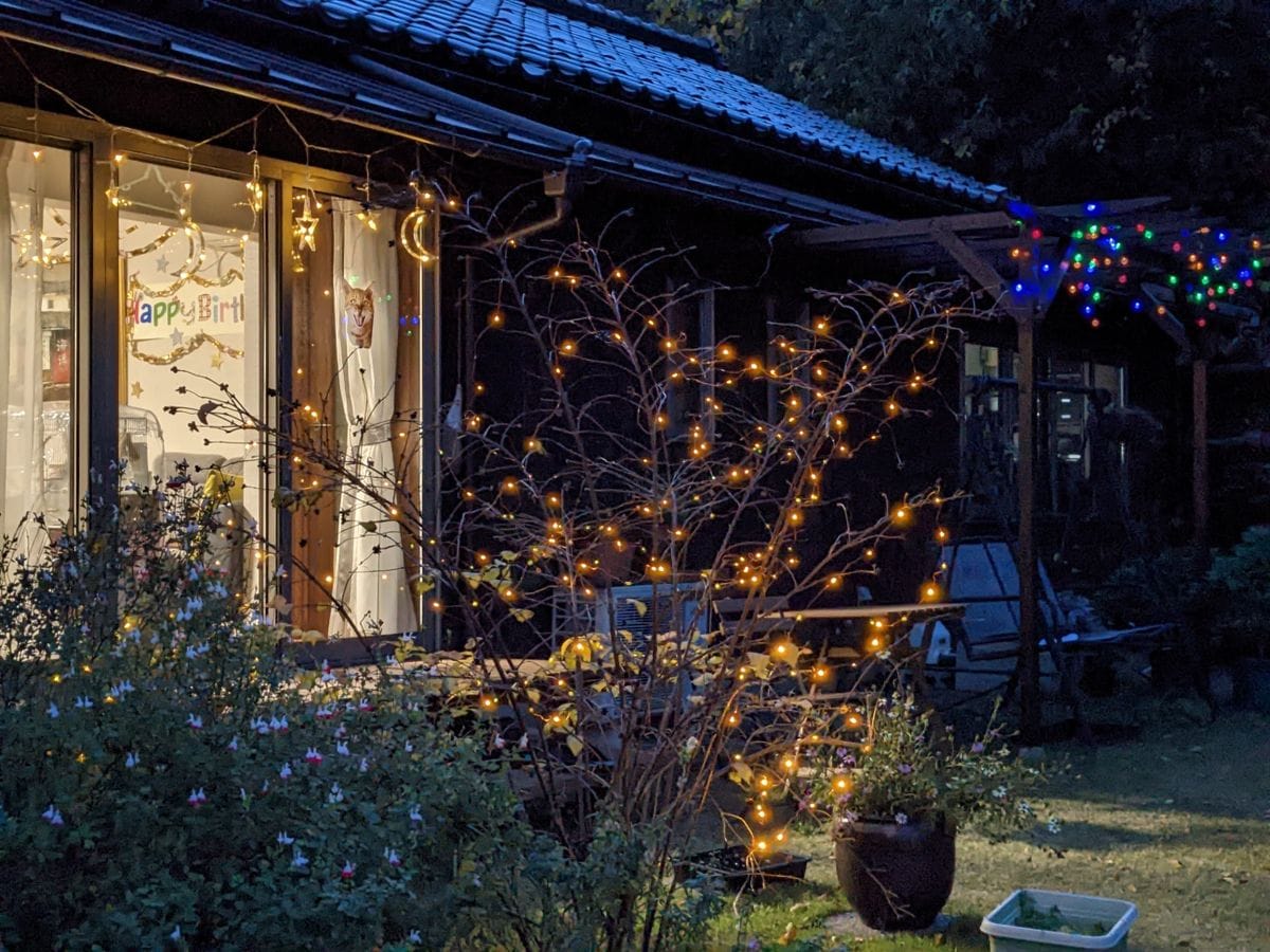 植えそこなった花苗