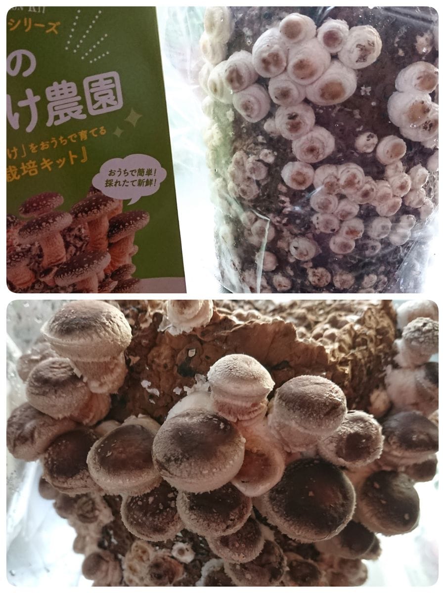 バラ🌹と椎茸🍄