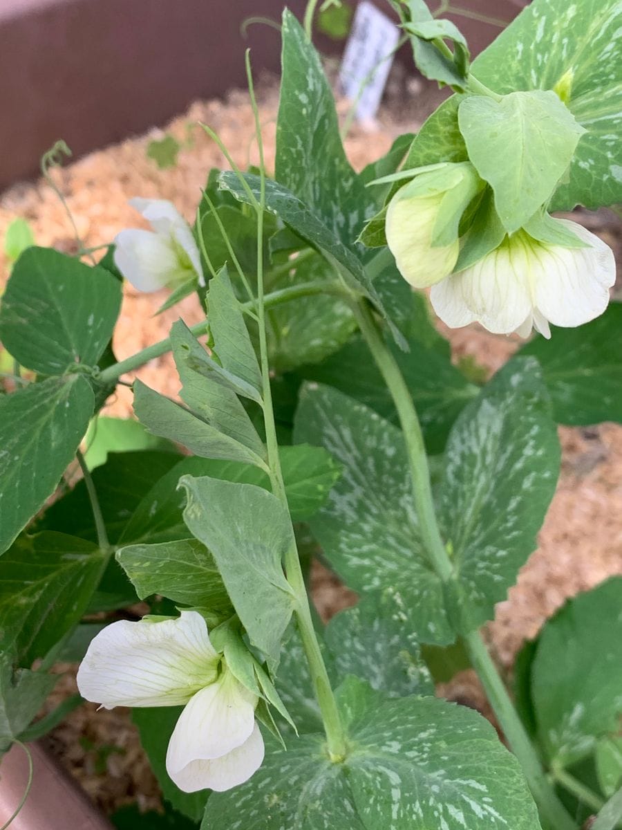 庭の野菜🥦