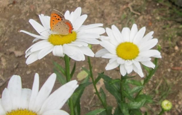 これもある意味、旬です（コメントに爬虫類の話あり）