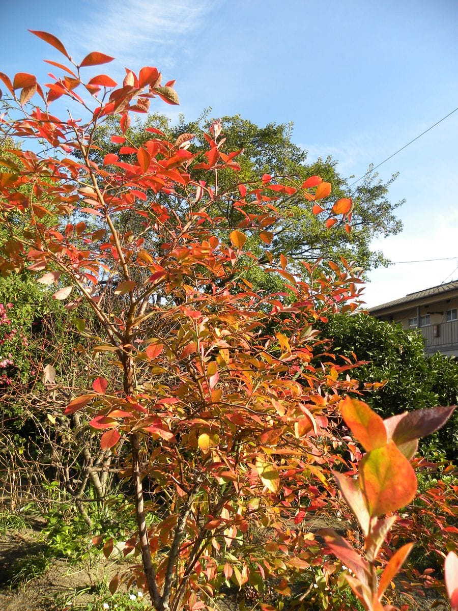 今日の花・・