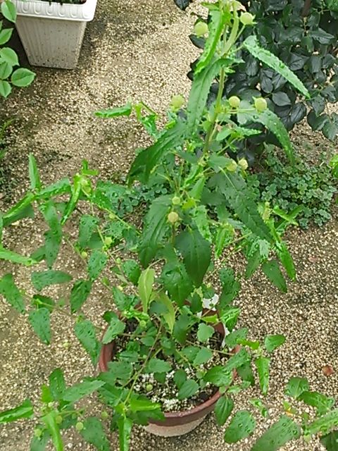 今日の花