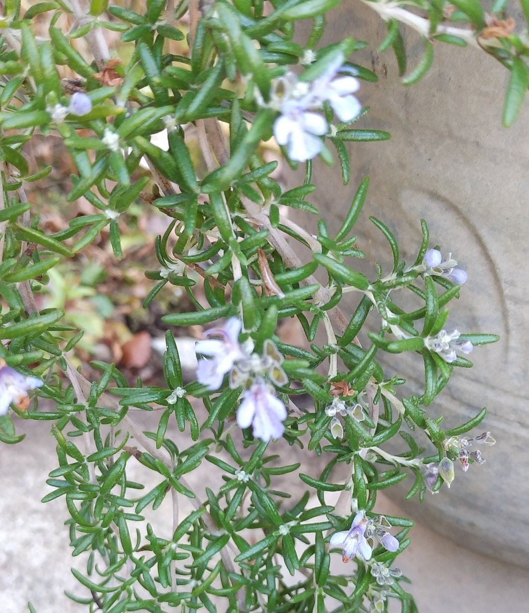 寒さの中で咲く花💮🌿