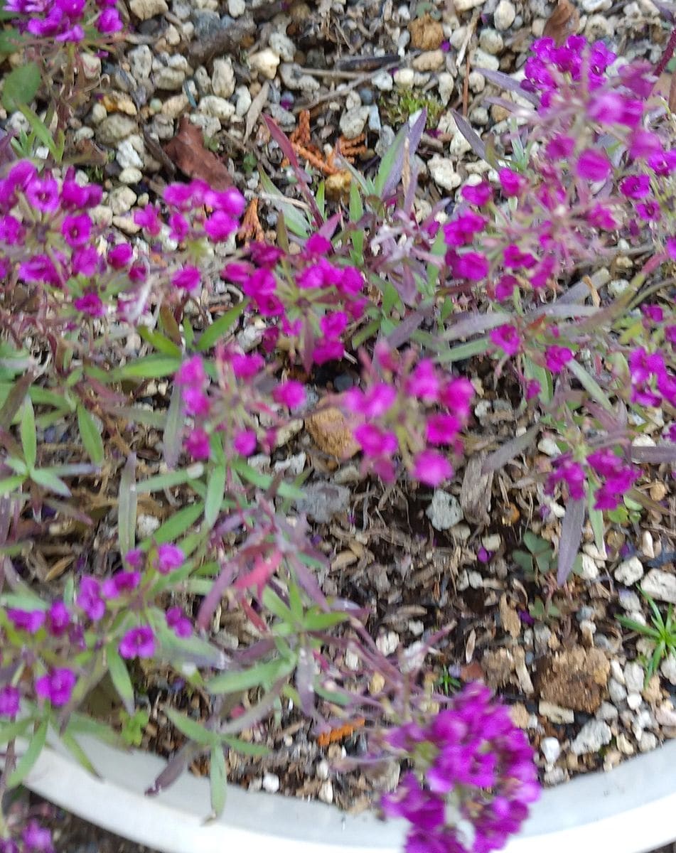 寒さの中で咲く花💮🌿