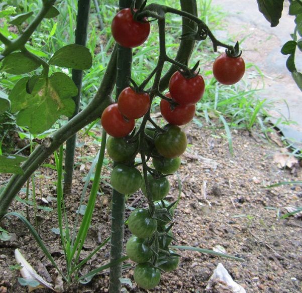 本日の収穫（でも、爬虫類と虫の話）