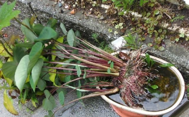 雨風強し