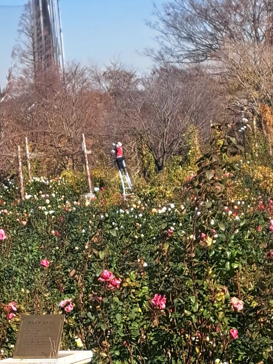 京成バラ園に行ってきました