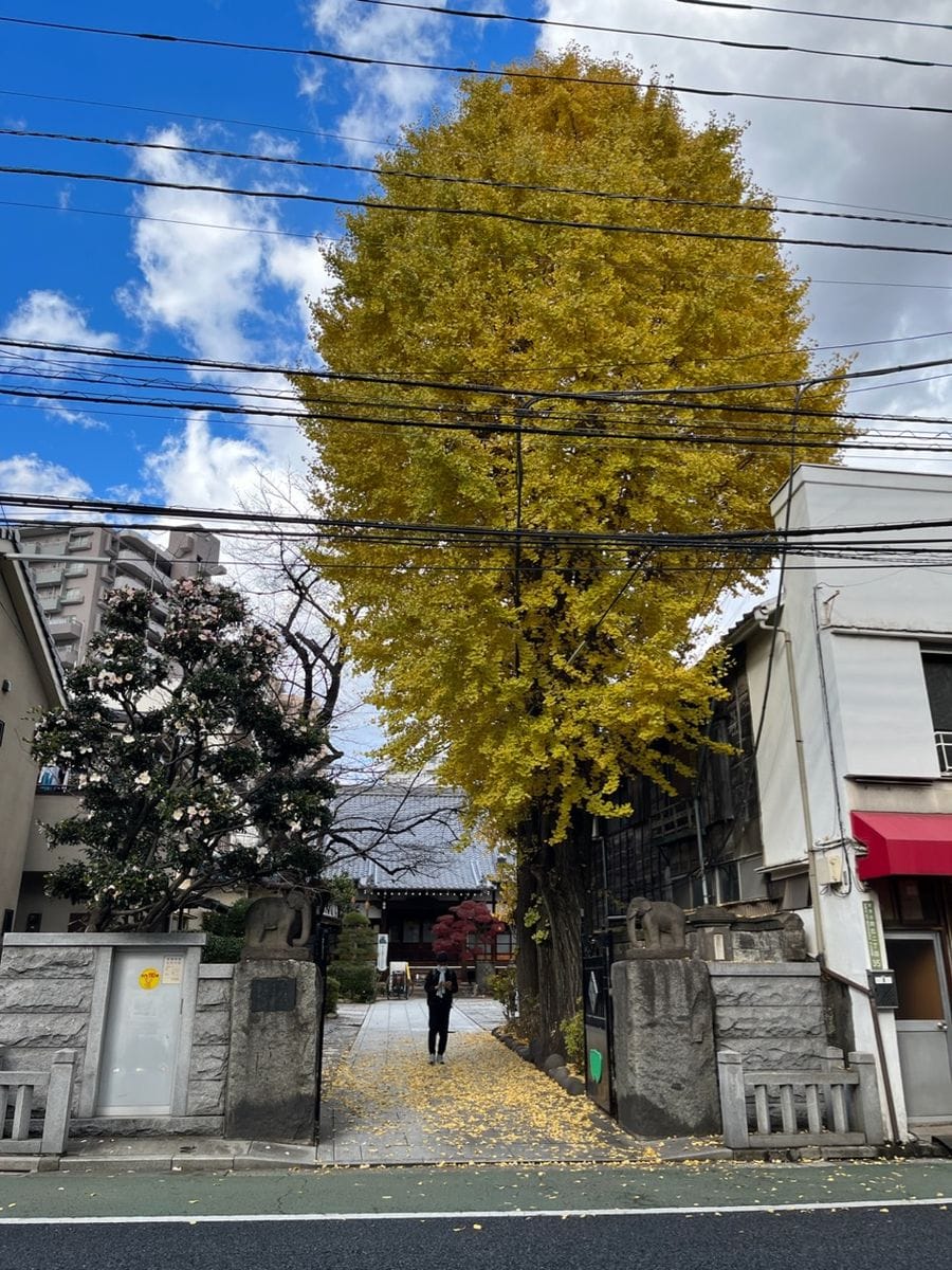 お寺の黄葉