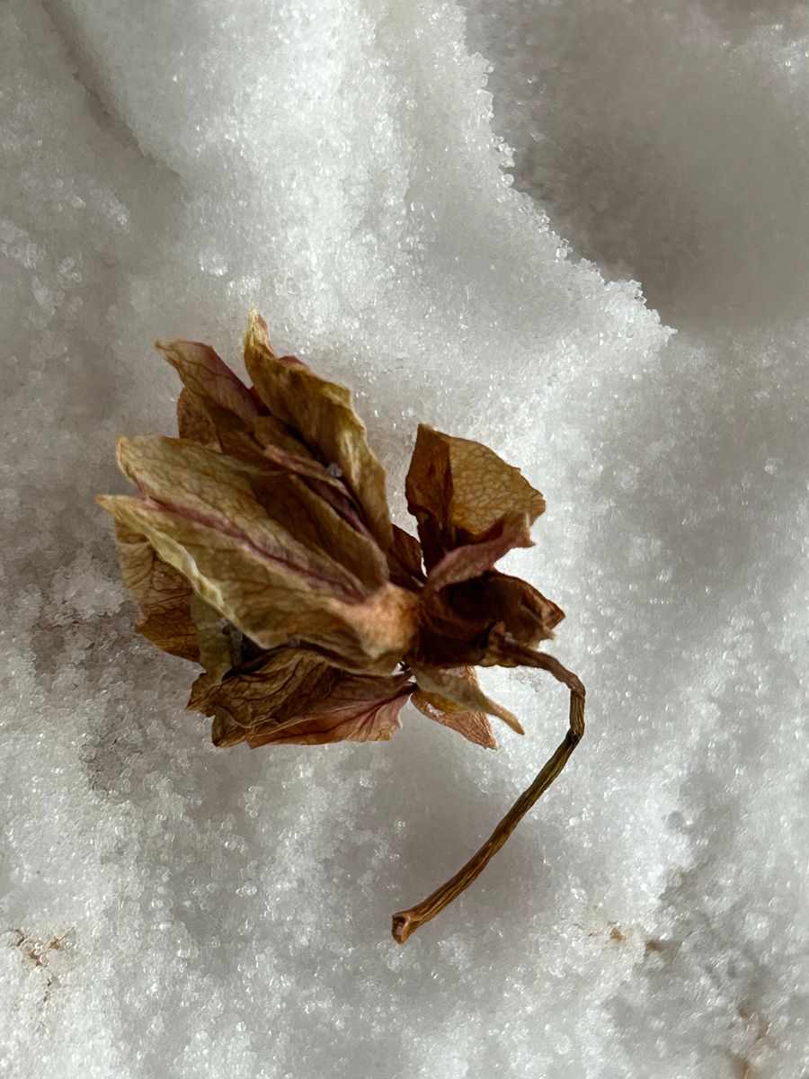 雪の中の桜？