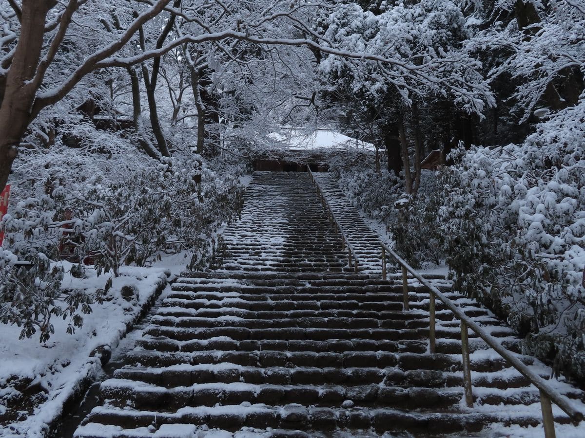 雪の室生寺でシャクナゲの花芽に誘われた！