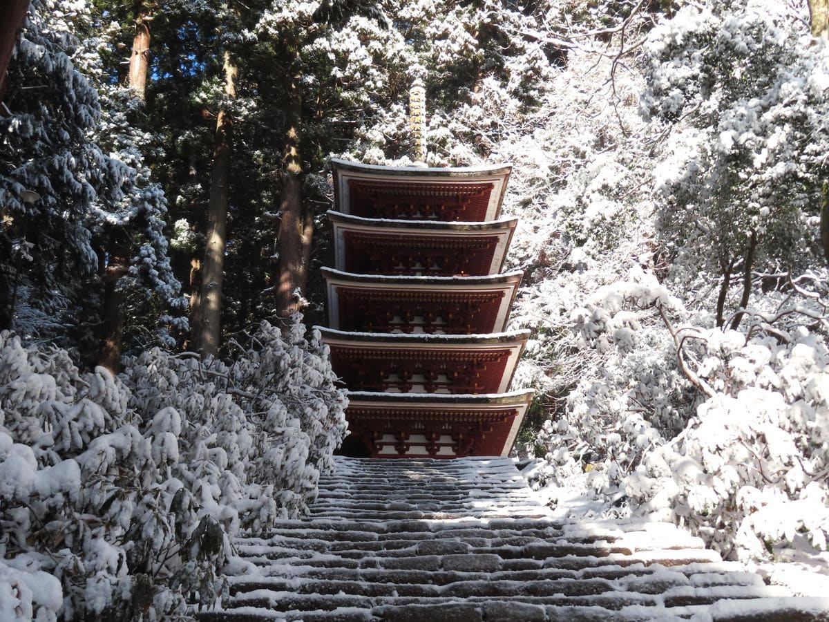 雪の室生寺でシャクナゲの花芽に誘われた！