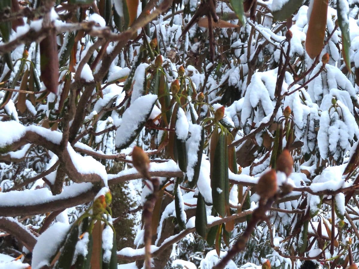 雪の室生寺でシャクナゲの花芽に誘われた！