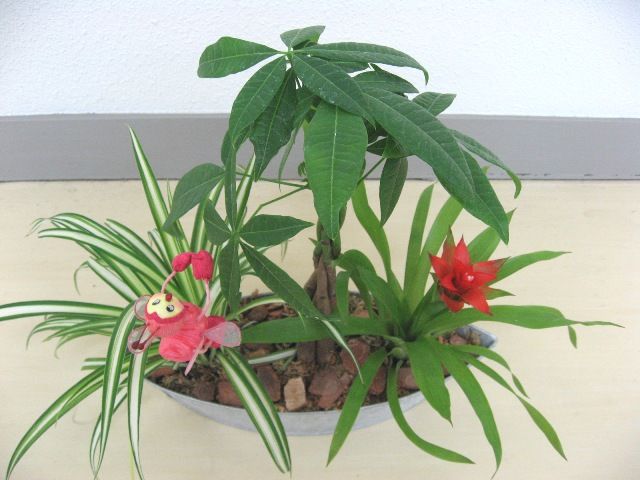 アレンジフラワーの会で作った寄せ植え