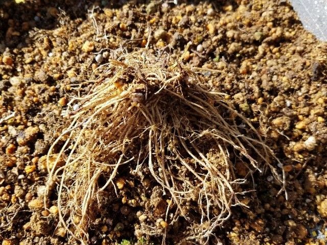 日本桜草の植え替えが終わりました