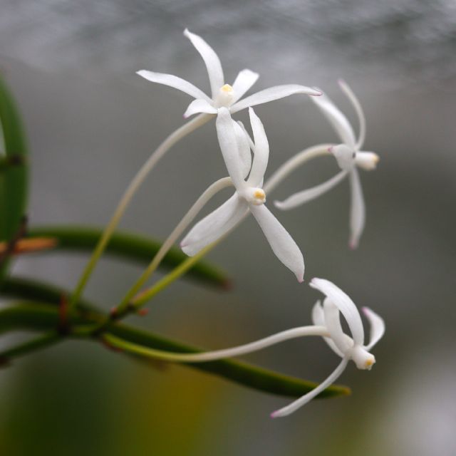 Vanda falcata '星車'