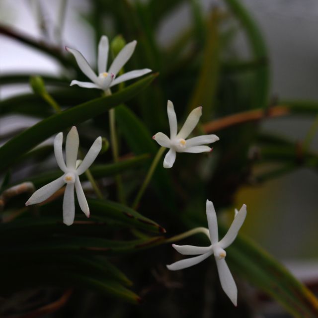 Vanda falcata '星車'