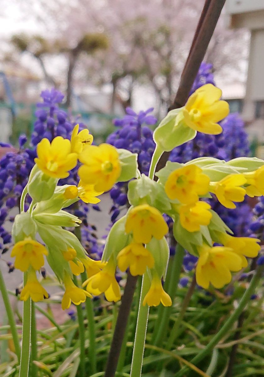 今年の宿根草開花リレーを振り返って