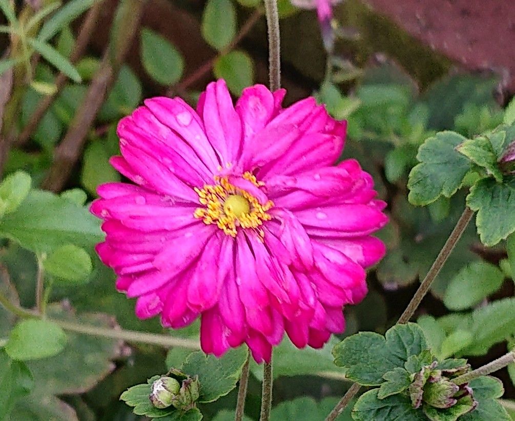 今年の宿根草開花リレーを振り返って