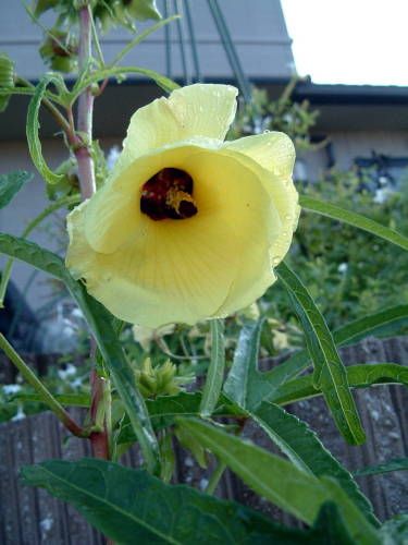 ハナオクラのお花が咲きました