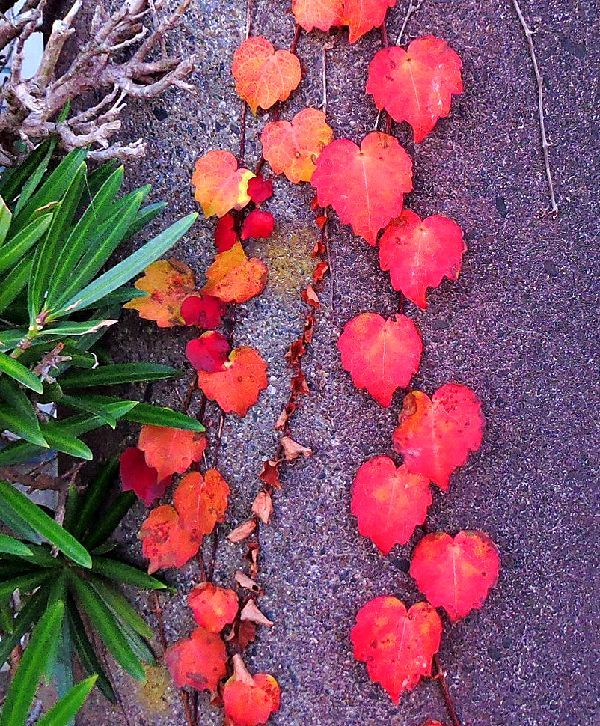 散歩道にて～紅葉