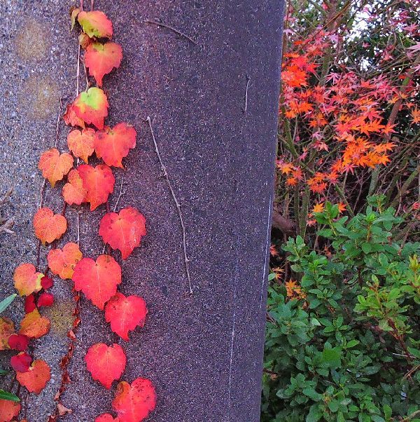 散歩道にて～紅葉