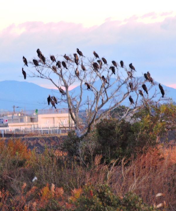 散歩道にて～カワウ