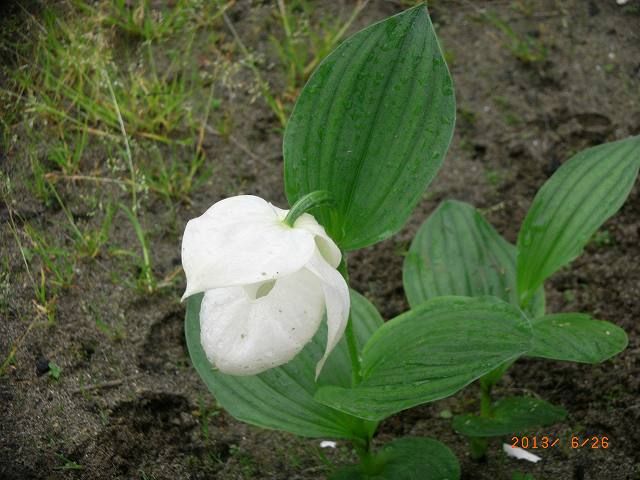 礼文島の花