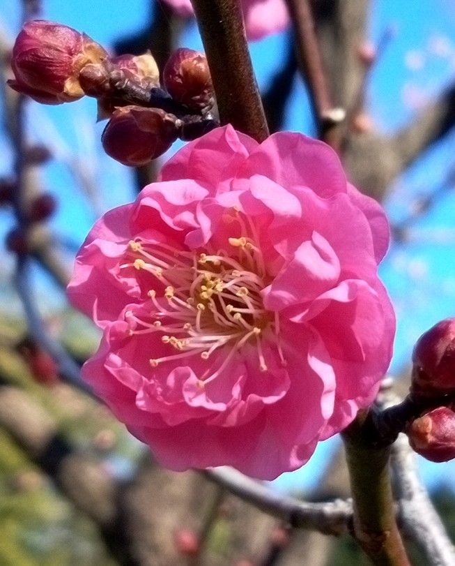 年のはじめに………、黄、紅、白！