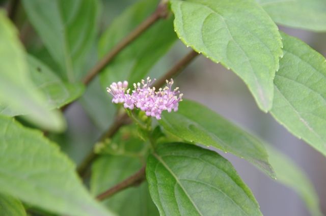 コムラサキの花