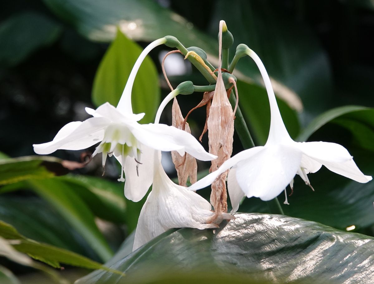 紅白の花