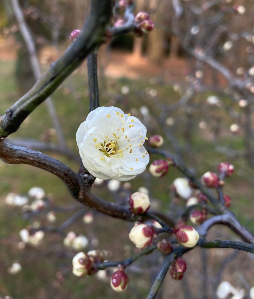 わたしの"花詣"