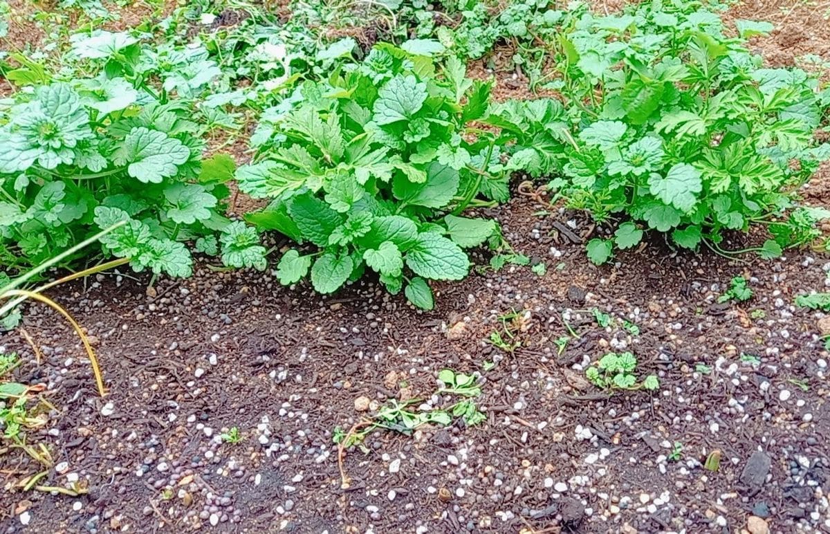 今は、（咲く）時を待っている花たち